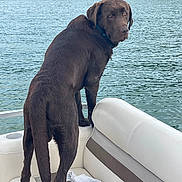 Maverick joined the competition — help win amazing prizes! dog, labrador, chocolate_labrador, wet_dog, boat, lake, water, trees, outdoor, pet, animal, canine, seat, white_seat, collar, looking_back, nature, summer, recreation, dock