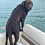 dog, labrador, chocolate_labrador, wet_dog, boat, lake, water, trees, outdoor, pet, animal, canine, seat, white_seat, collar, looking_back, nature, summer, recreation, dock
