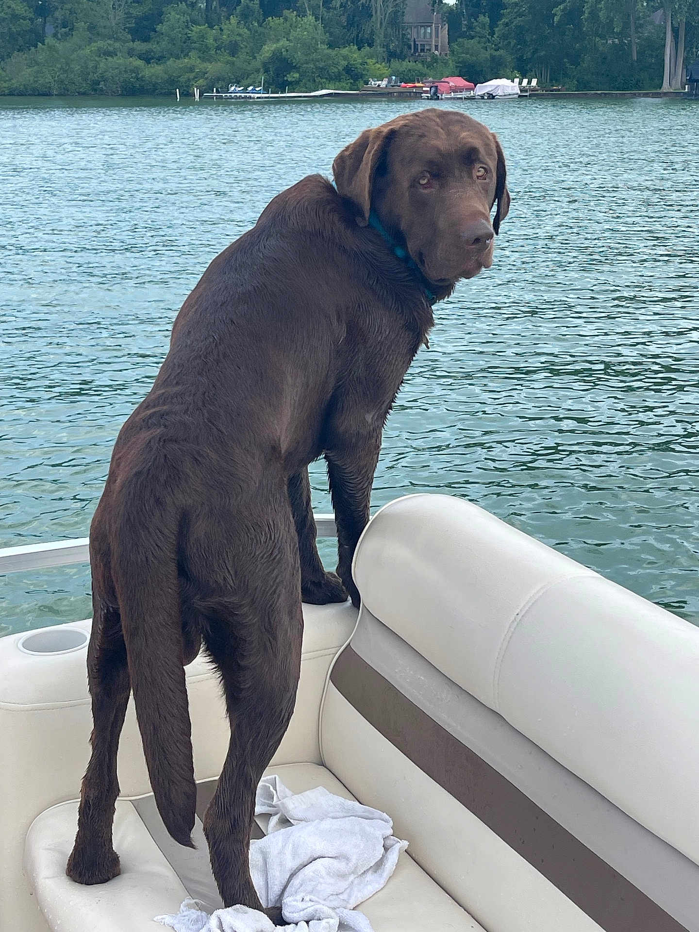 Maverick joined the competition — help win amazing prizes! dog, labrador, chocolate_labrador, wet_dog, boat, lake, water, trees, outdoor, pet, animal, canine, seat, white_seat, collar, looking_back, nature, summer, recreation, dock