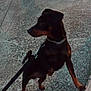 Chico a rejoint le concours — aidez-le/la à gagner de superbes lots ! canidae, carnivore, dog, dog_breed, german_pinscher, guard_dog, hunting_dog, jagdterrier, mammal, manchester_terrier, miniature_pinscher, pinscher, rottweiler, toy_manchester_terrier, vertebrate, working_dog