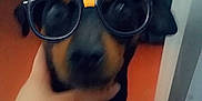 Chico participe au concours pour gagner de l'argent avec cette photo : black_hair, canidae, cool, dog, dog_breed, eyewear, fawn, glasses, head, nose, personal_protective_equipment, photography, selfie, snout, sporting_group, sunglasses, vision_care