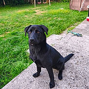 Odin a rejoint le concours — aidez-le/la à gagner de superbes lots ! dog, black_dog, pet, animal, outdoor, grass, yard, concrete, sitting, playground, swing_set, pool, leisure, nature, summer, canine, attentive, fur, domestic_animal, companion