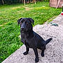 dog, black_dog, pet, animal, outdoor, grass, yard, concrete, sitting, playground, swing_set, pool, leisure, nature, summer, canine, attentive, fur, domestic_animal, companion