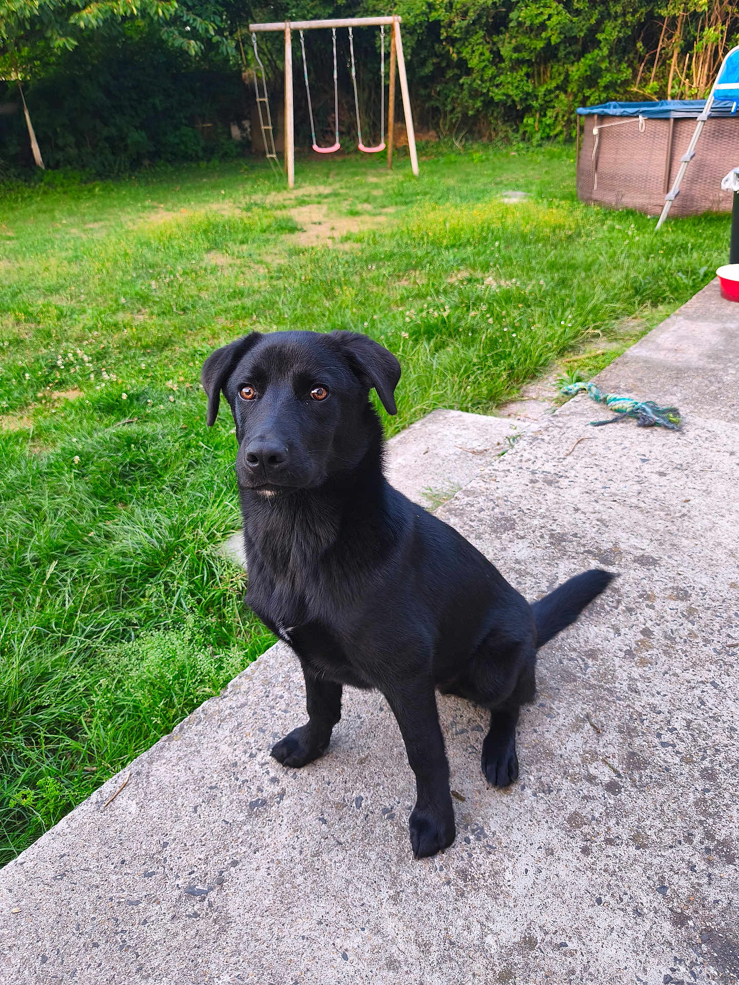 Odin a rejoint le concours — aidez-le/la à gagner de superbes lots ! dog, black_dog, pet, animal, outdoor, grass, yard, concrete, sitting, playground, swing_set, pool, leisure, nature, summer, canine, attentive, fur, domestic_animal, companion