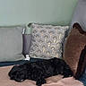 animal, black_dog, blanket, comfort, cozy, cushion, decor, dog, fur, home, indoor, living_room, peaceful, pet, pillow, quiet, relaxation, resting, sleeping, sofa