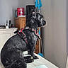 animal, background, black_dog, canine, companion, dog, domestic, fur, furniture, harness, home, household, indoor, looking_away, mop, pet, relaxed, side_view, sitting, table
