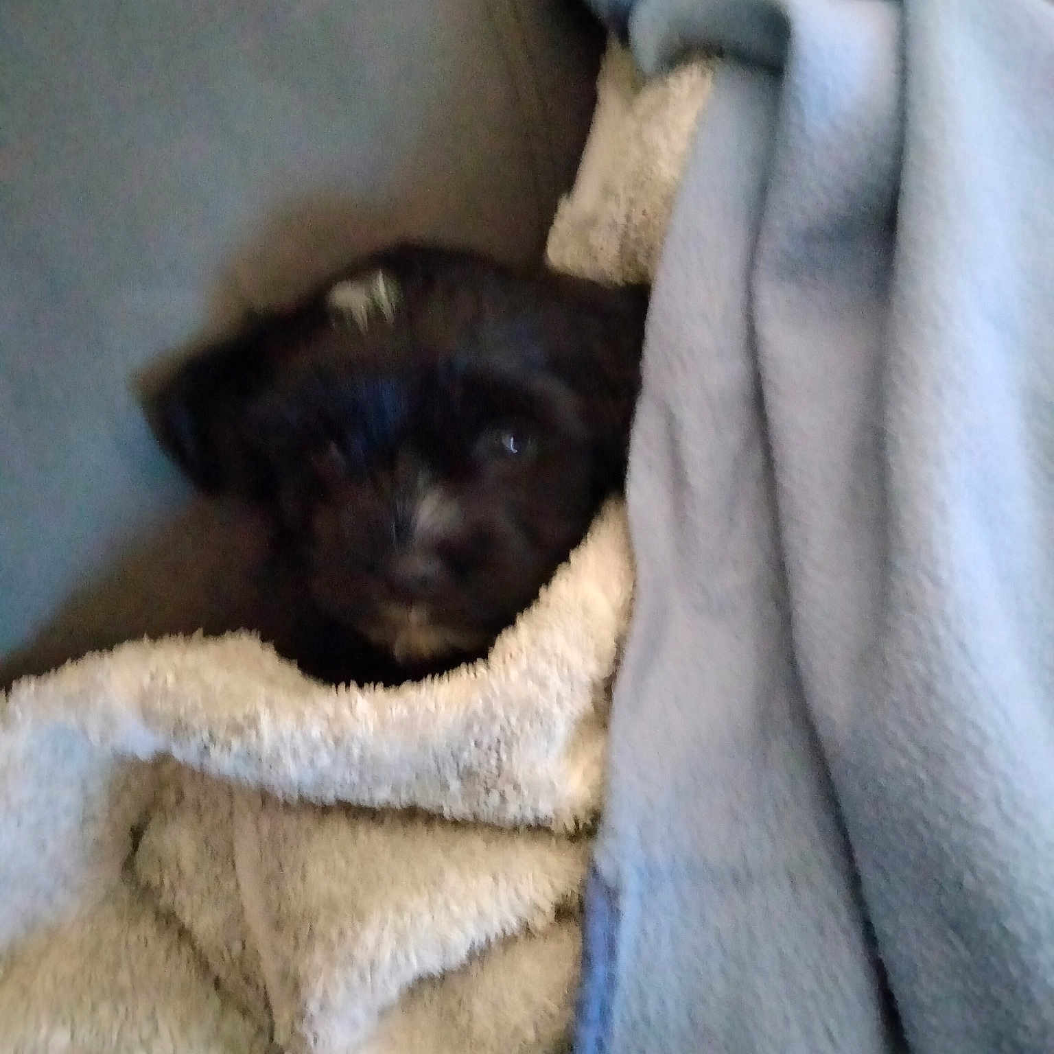 Marley