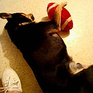Lil Man joined the competition — help win amazing prizes! animal, black, casual, dog, domestic, floor, footwear, indoor, leg, lying_down, paw, pet, plush, relaxed, resting, shoe, tan, tile_floor, toy, white_shoe