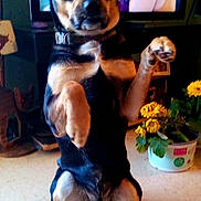 Little Man is registered to the contest to win money with this photo: dog, pet, indoor, sitting, raising_paws, flower_pot, yellow_flowers, television, blurred_background, floor, collar, curious, black_and_tan, canine, home, furniture, playful, domestic, animal, portrait