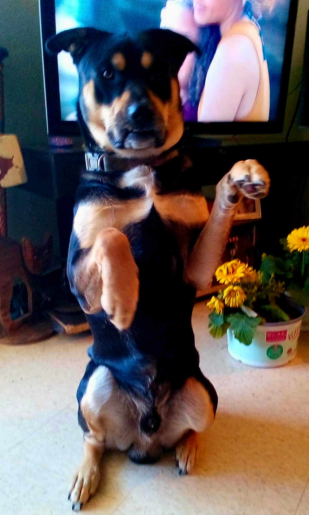 Little Man is registered to the contest to win money with this photo: dog, pet, indoor, sitting, raising_paws, flower_pot, yellow_flowers, television, blurred_background, floor, collar, curious, black_and_tan, canine, home, furniture, playful, domestic, animal, portrait