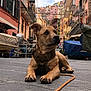 dog, puppy, harness, leash, cobblestone, street, alley, colorful_buildings, balcony, boat, urban, cityscape, travel, portrait, ears_up, paws, outdoor, tourist_spot, cute, attentive