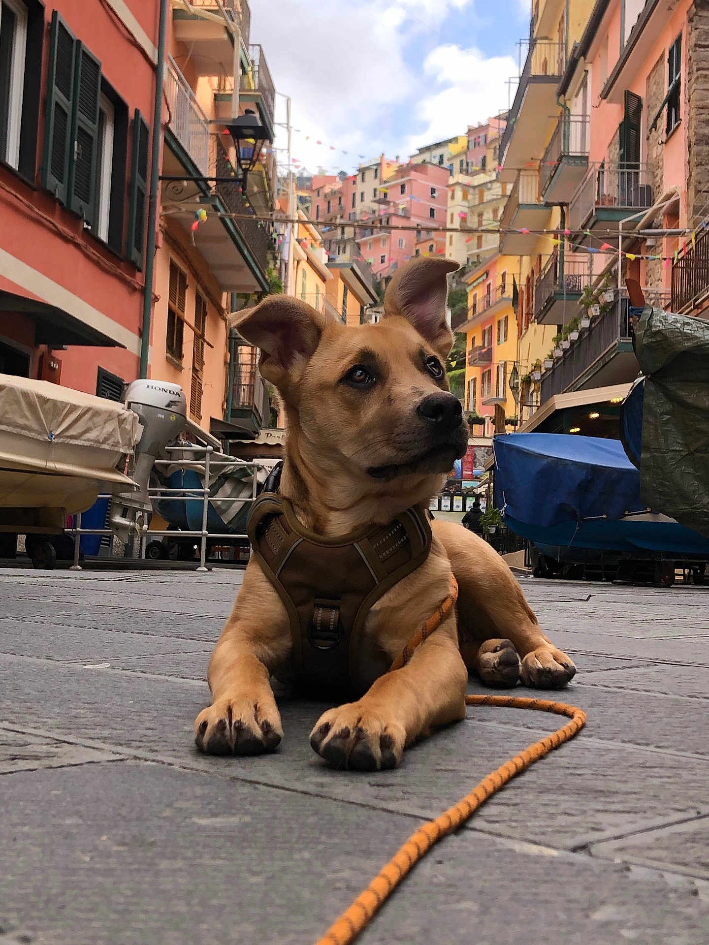 Aki participe au concours pour gagner de l'argent avec cette photo : dog, puppy, harness, leash, cobblestone, street, alley, colorful_buildings, balcony, boat, urban, cityscape, travel, portrait, ears_up, paws, outdoor, tourist_spot, cute, attentive