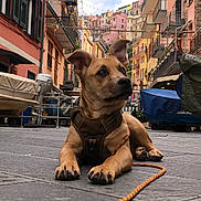 Aki participe au concours pour gagner de l'argent avec cette photo : dog, puppy, harness, leash, cobblestone, street, alley, colorful_buildings, balcony, boat, urban, cityscape, travel, portrait, ears_up, paws, outdoor, tourist_spot, cute, attentive