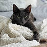 Pinceau participe au concours pour gagner de l'argent avec cette photo : cat, gray_cat, pet, animal, feline, resting, blanket, cozy, indoor, fur, whiskers, green_eyes, paw, sleepy, closeup, relaxing, soft_texture, warm, cute, portrait