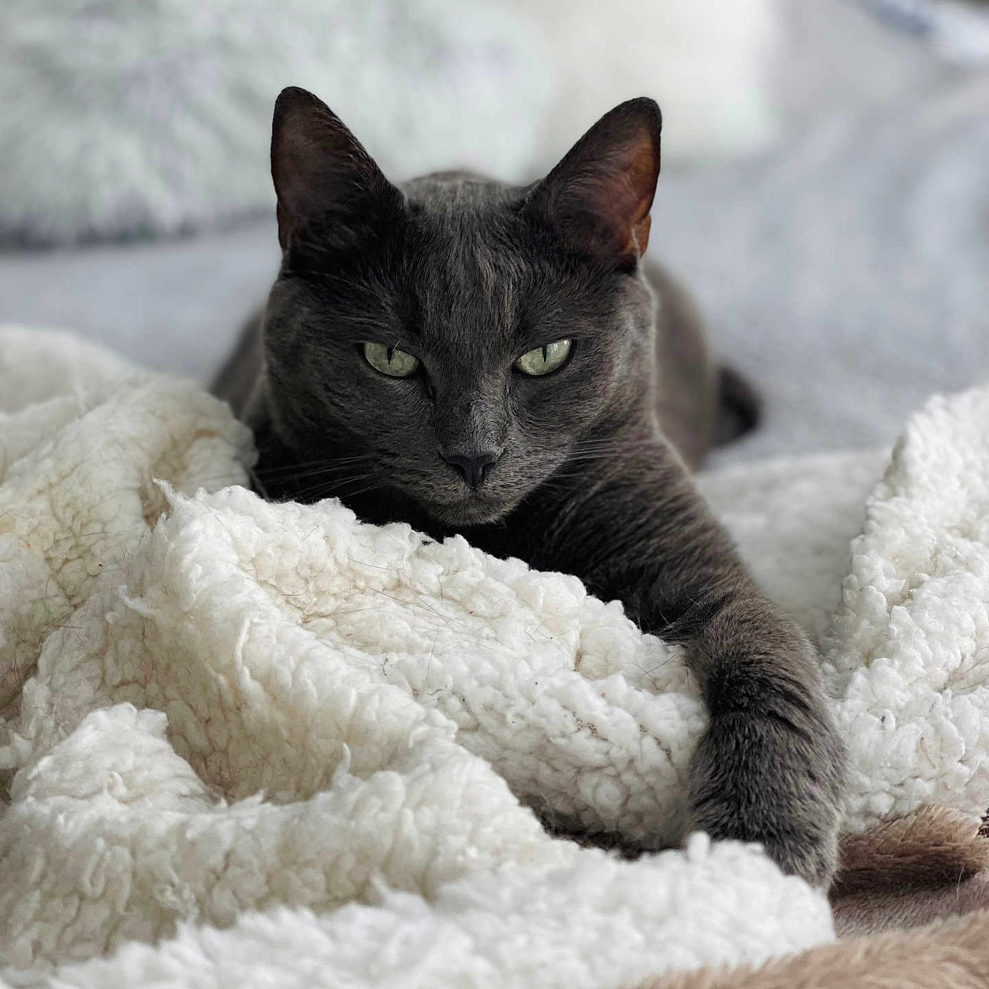 Pinceau participe au concours pour gagner de l'argent avec cette photo : cat, gray_cat, pet, animal, feline, resting, blanket, cozy, indoor, fur, whiskers, green_eyes, paw, sleepy, closeup, relaxing, soft_texture, warm, cute, portrait