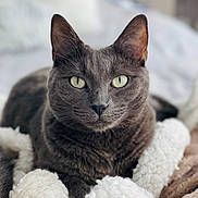 Pinceau a rejoint le concours — aidez-le/la à gagner de superbes lots ! cat, gray_cat, pet, animal, feline, green_eyes, fur, whiskers, ears, nose, blanket, soft_texture, cozy, indoor, close_up, portrait, resting, comfort, relaxed, cute