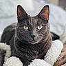 cat, gray_cat, pet, animal, feline, green_eyes, fur, whiskers, ears, nose, blanket, soft_texture, cozy, indoor, close_up, portrait, resting, comfort, relaxed, cute
