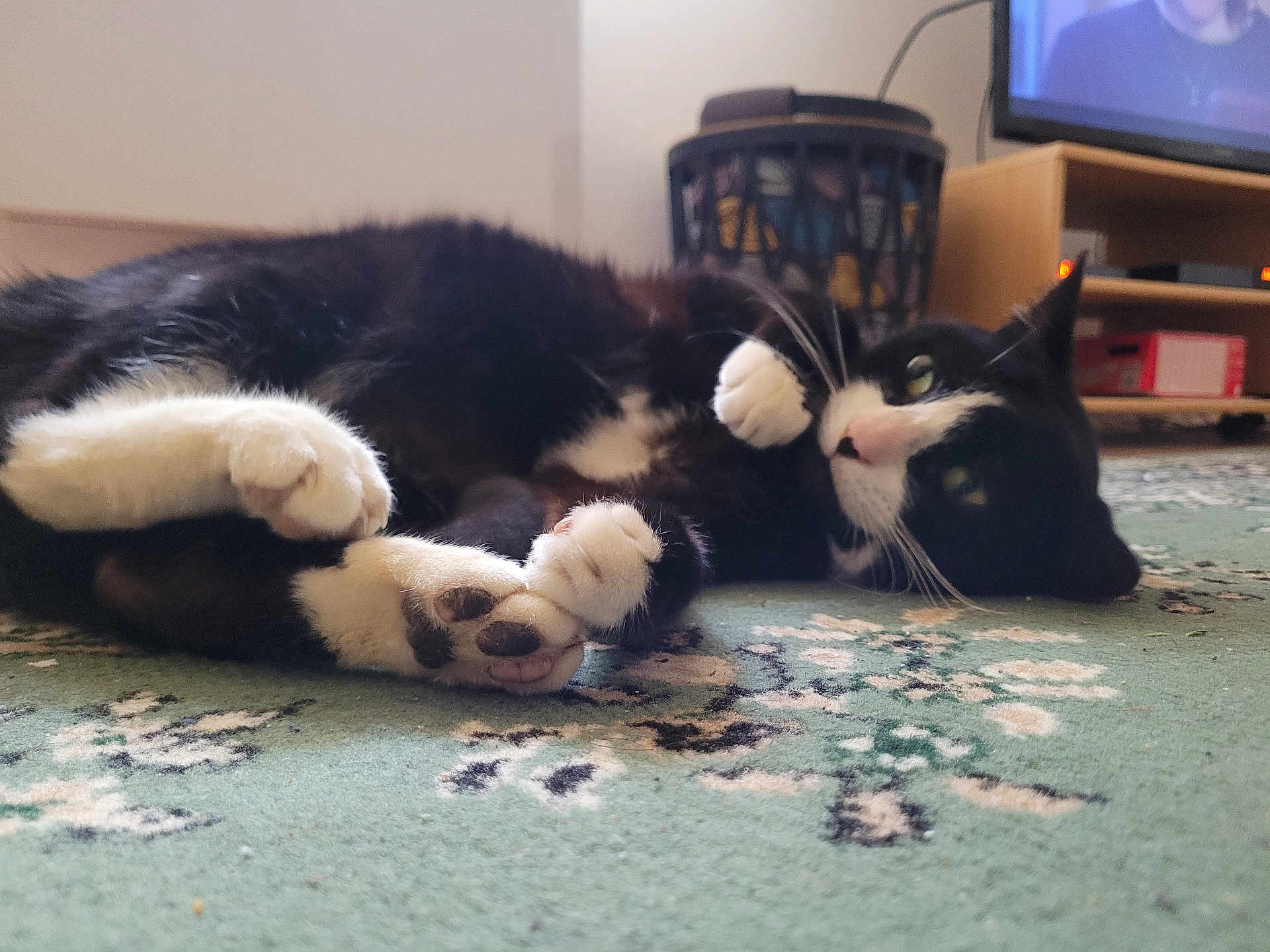 Newton