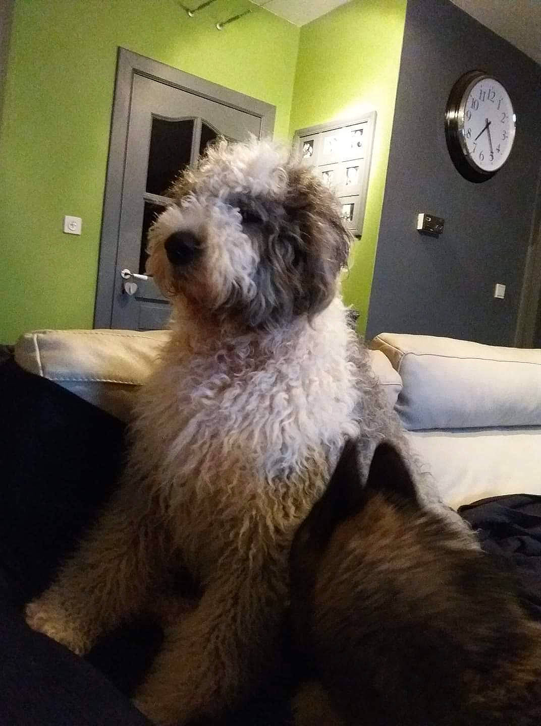 Bounty a rejoint le concours — aidez-le/la à gagner de superbes lots ! canidae, carnivore, chair, clock, companion_dog, dog, dog_breed, flooring, fur, liver, maltepoo, non_sporting_group, small_terrier, snout, sporting_group, tail, terrier, toy_dog, water_dog, working_animal