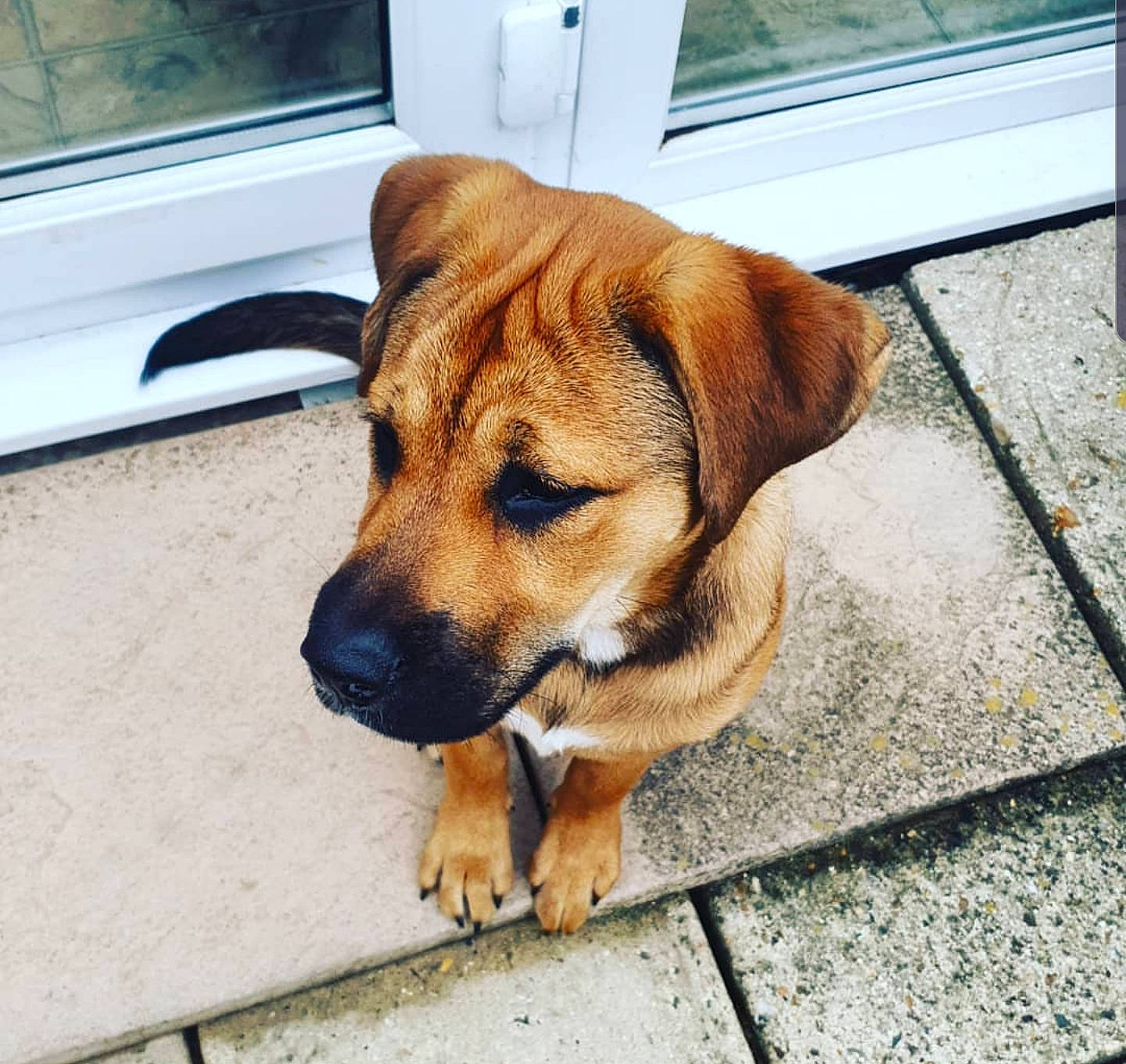 Prinny is registered to the contest to win money with this photo: black_mouth_cur, boerboel, canidae, carnivore, companion_dog, dog, dog_breed, ear, eye, fawn, mammal, nose, puppy, rare_breed_dog, rhodesian_ridgeback, snout, sporting_group, street_dog