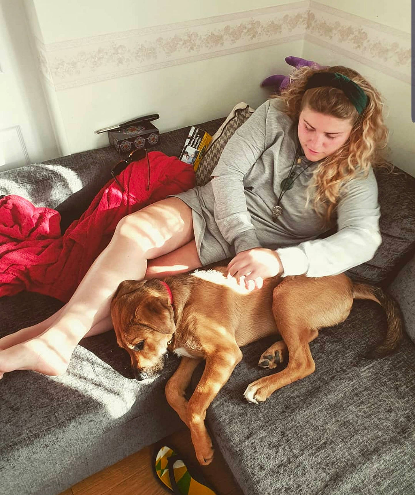 Prinny is registered to the contest to win money with this photo: canidae, carnivore, comfort, companion_dog, couch, dog, dog_breed, fawn, fun, puppy_love, rhodesian_ridgeback, sporting_group, vizsla