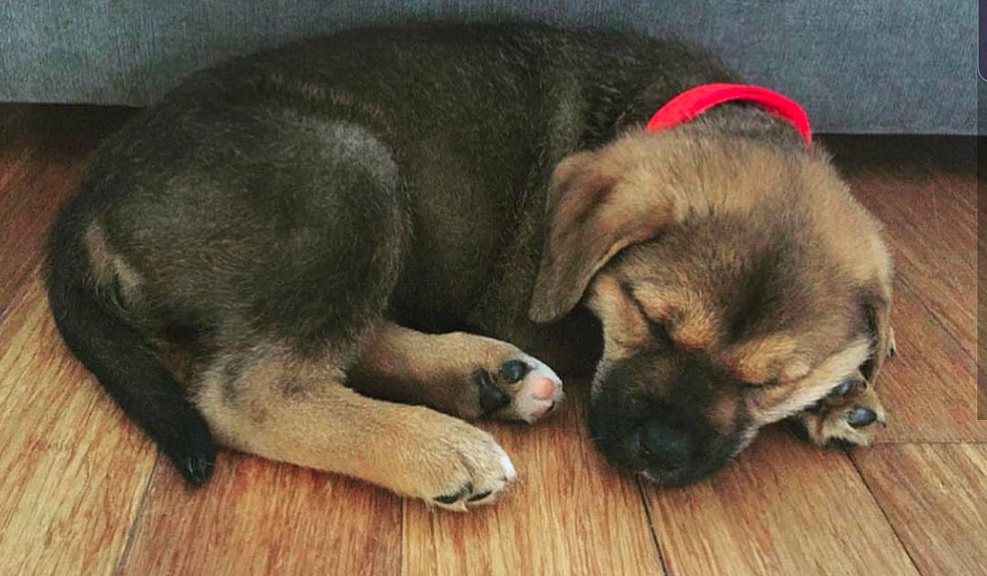 Prinny joined the competition — help win amazing prizes! canidae, carnivore, companion_dog, dog, dog_breed, fawn, labrador_husky, mammal, norwegian_elkhound, paw, puppy, puppy_love, snout, vertebrate, wolfdog