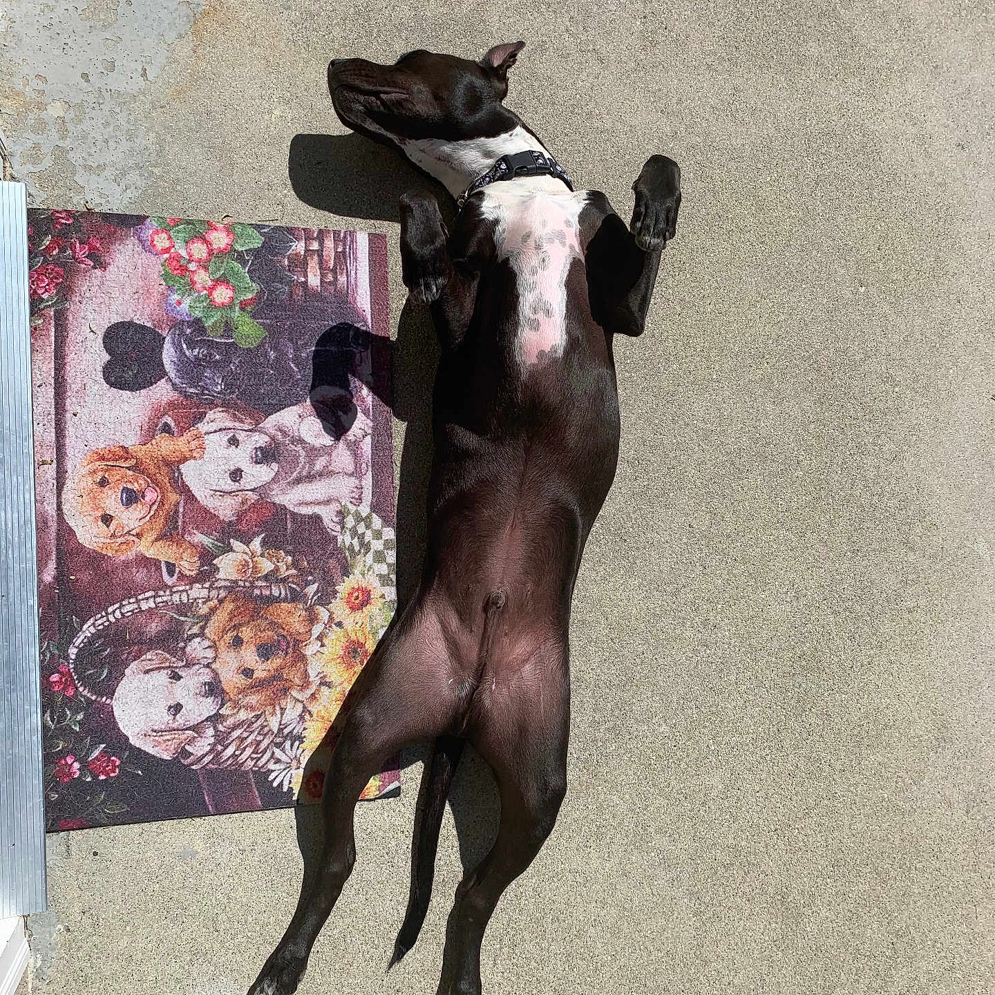 Buddy joined the competition — help win amazing prizes! animal, black_dog, cartoon_dogs, collar, concrete, dog, doormat, lying_down, outdoor, pattern, paw, pet, quiet, relaxed, resting, shadow, sunbathing, sunlight, tail, texture
