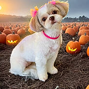 Nala is registered to the contest to win money with this photo: dog, pumpkin, pumpkin_patch, jack_o_lantern, sunset, cute, bow, pink_collar, autumn, field, animal, pet, fluffy, outdoor, festive, holiday, nature, portrait, tilted_head, grass