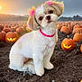dog, pumpkin, pumpkin_patch, jack_o_lantern, sunset, cute, bow, pink_collar, autumn, field, animal, pet, fluffy, outdoor, festive, holiday, nature, portrait, tilted_head, grass