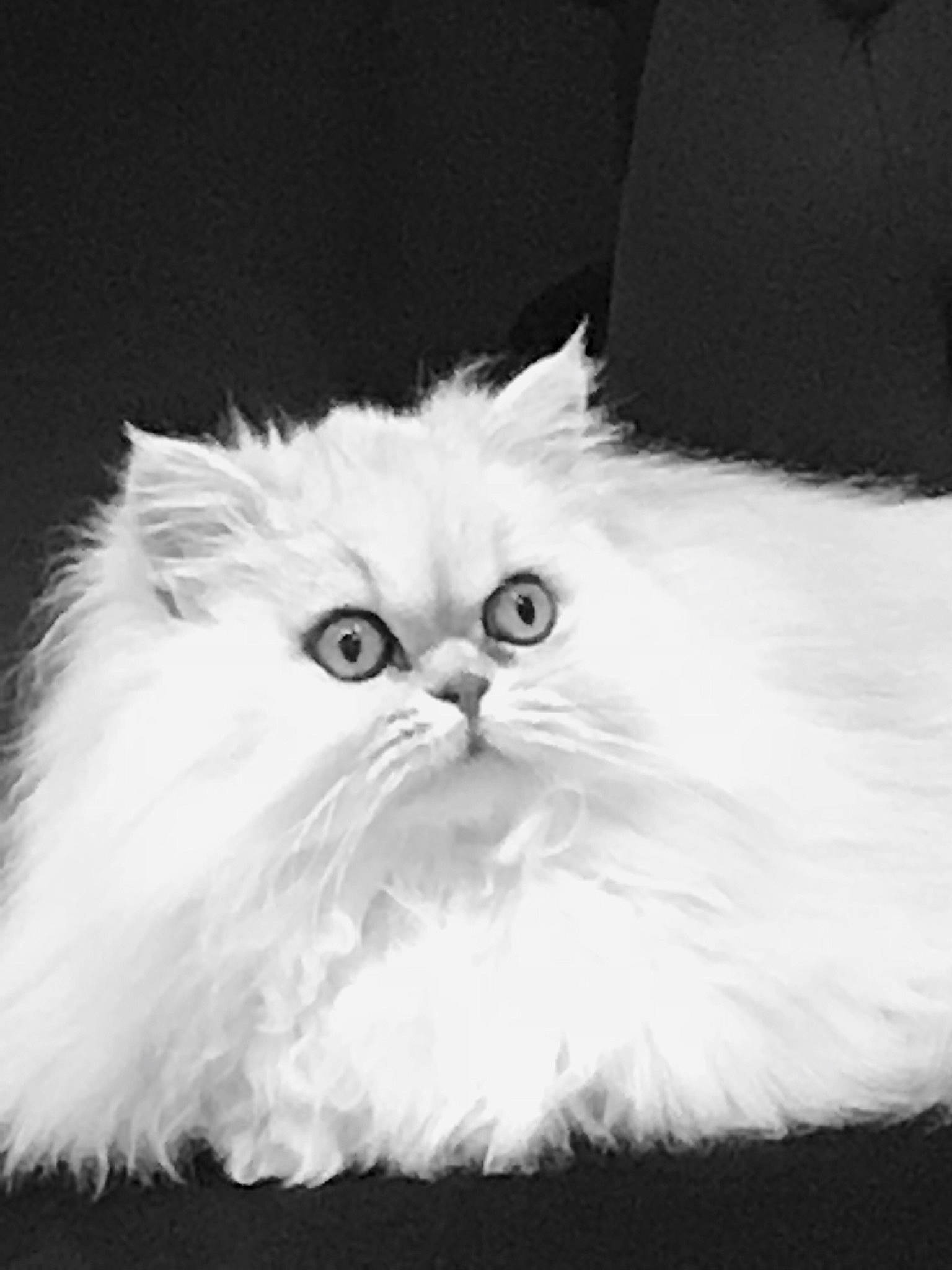 Happy a rejoint le concours — aidez-le/la à gagner de superbes lots ! british_longhair, carnivore, cat, darkness, eye, felidae, fur, grass, monochrome, monochrome_photography, persian, plant, small_to_medium_sized_cats, snout, tail, whiskers