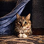 cat, tabby_cat, pet, animal, indoor, carpet, blanket, collar, tag, fur, whiskers, cute, cozy, furniture, relaxed, domestic_cat, patterned_carpet, pink_flower, closeup, home