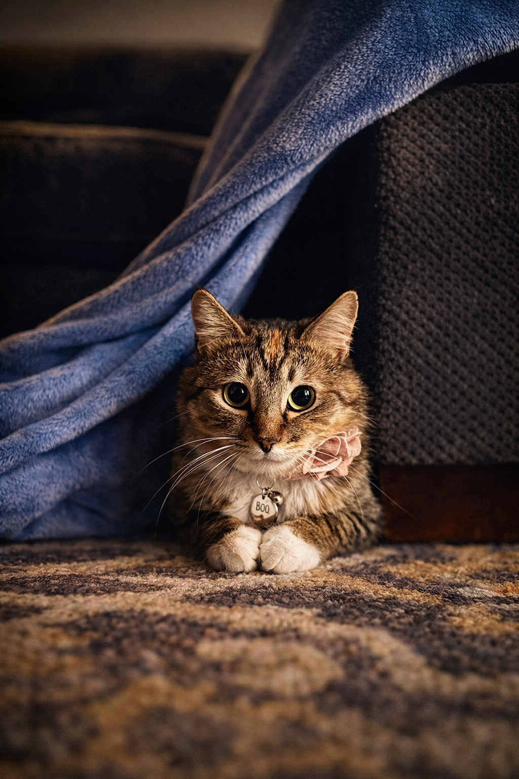 Boo joined the competition — help win amazing prizes! cat, tabby_cat, pet, animal, indoor, carpet, blanket, collar, tag, fur, whiskers, cute, cozy, furniture, relaxed, domestic_cat, patterned_carpet, pink_flower, closeup, home