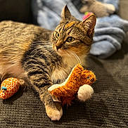 Boo joined the competition — help win amazing prizes! cat, tabby, toy, squirrel_toy, giraffe_toy, blanket, fabric, whiskers, paws, fur, relaxation, indoor, closeup, soft_lighting, playful, striped, cute, pet, animal, cozy