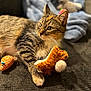 cat, tabby, toy, squirrel_toy, giraffe_toy, blanket, fabric, whiskers, paws, fur, relaxation, indoor, closeup, soft_lighting, playful, striped, cute, pet, animal, cozy
