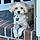 Mollie