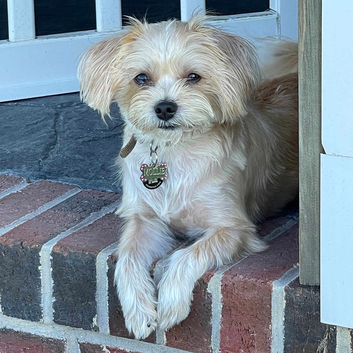 Mollie