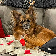 Coco is registered to the contest to win money with this photo: dog, pet, couch, blanket, toy, paw_print, fur, ears, leather, red, brown, cozy, indoor, animal, relaxed, comfortable, resting, household, mammal, companion