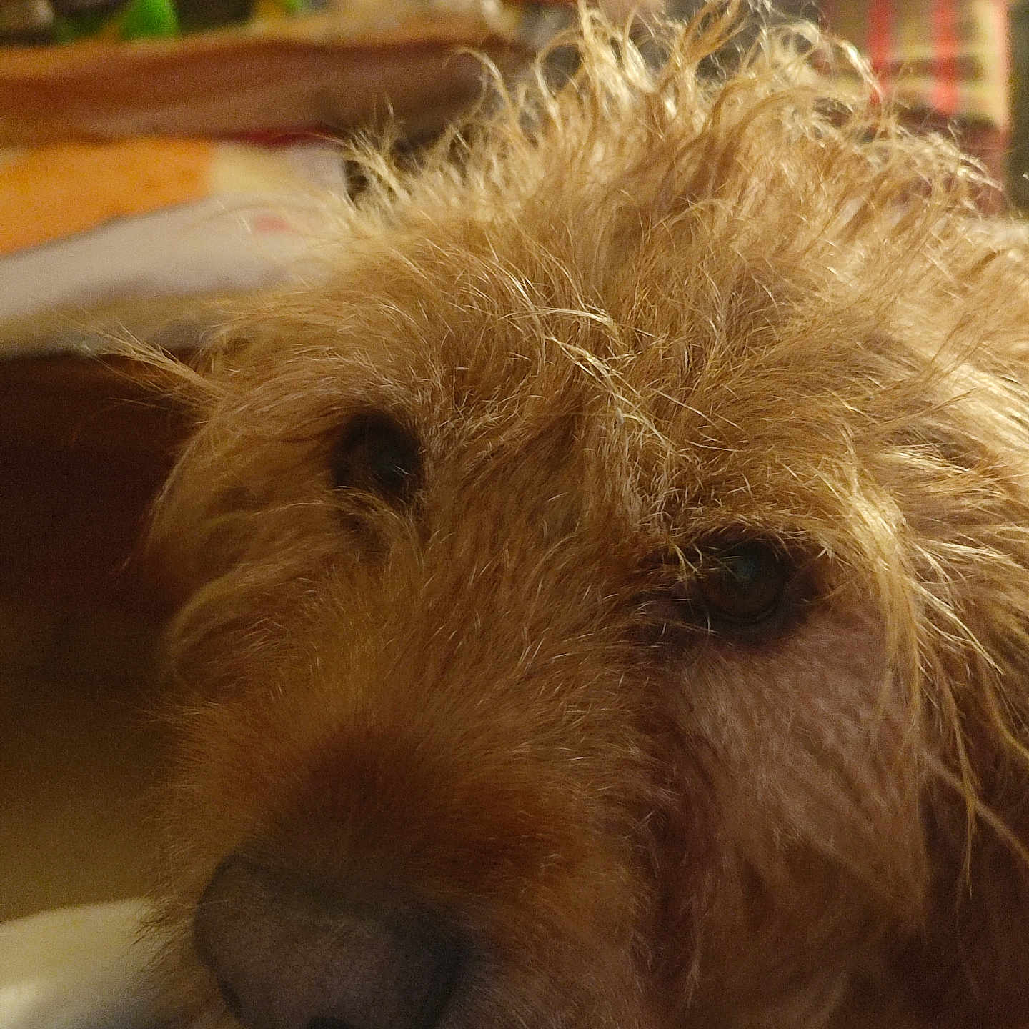 Oslo a rejoint le concours — aidez-le/la à gagner de superbes lots ! animal, background_blur, brown, close_up, cozy, cute, dog, domestic, eyes, face, fur, furry, indoors, mammal, nose, pet, portrait, scruffy, warm_lighting, whiskers