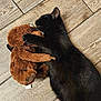 Panther is registered to the contest to win money with this photo: black_cat, cat, plush_toy, stuffed_animal, cuddling, sleeping, wooden_floor, pet, animal, feline, cute, cozy, indoor, resting, fur, toy, sleep, domestic_cat, companion, relaxation