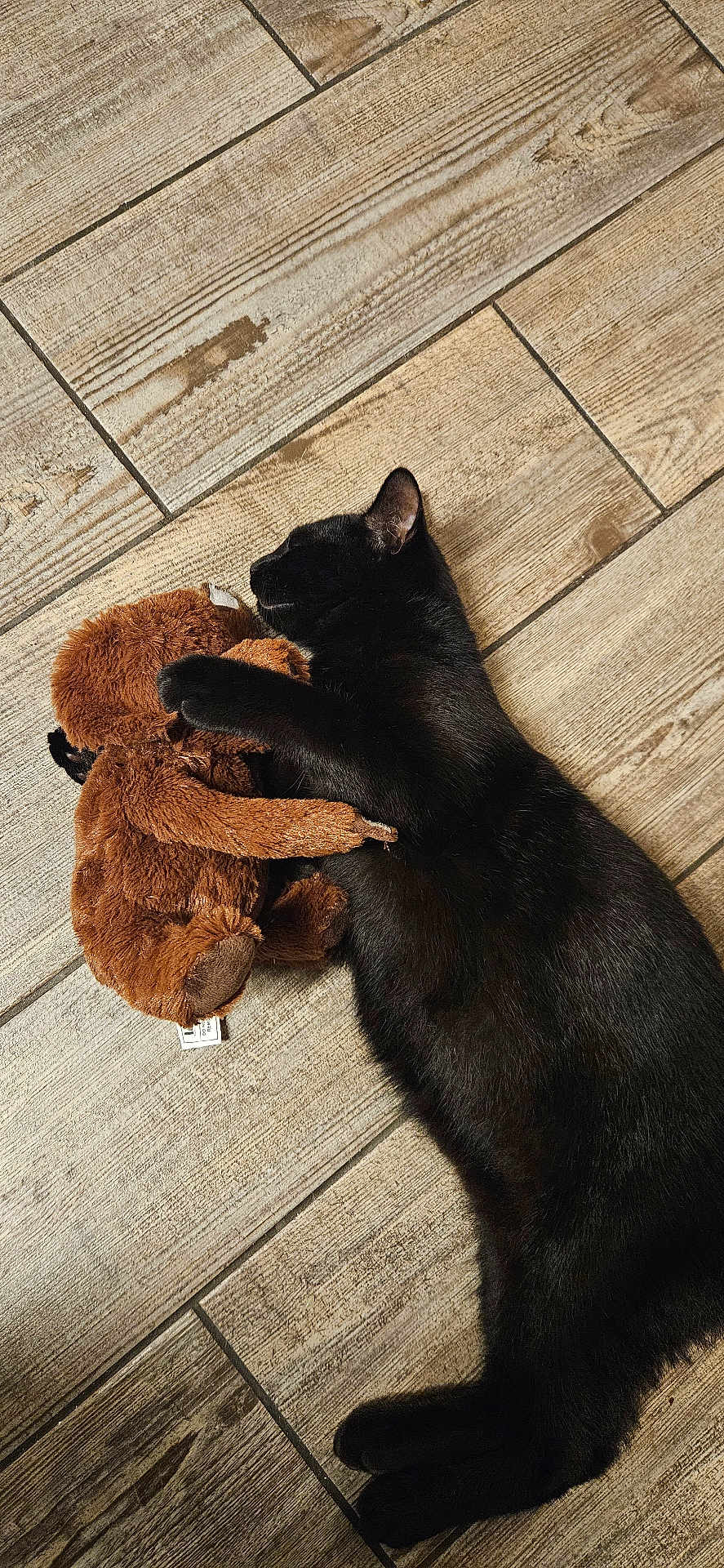 Panther is registered to the contest to win money with this photo: black_cat, cat, plush_toy, stuffed_animal, cuddling, sleeping, wooden_floor, pet, animal, feline, cute, cozy, indoor, resting, fur, toy, sleep, domestic_cat, companion, relaxation