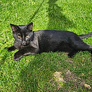 Panther joined the competition — help win amazing prizes! black_cat, cat, animal, pet, grass, outdoor, sunlight, shadow, nature, mammal, feline, relaxing, laying_down, greenery, daylight, close_up, wildlife, cute, domestic_animal, summer
