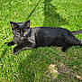 black_cat, cat, animal, pet, grass, outdoor, sunlight, shadow, nature, mammal, feline, relaxing, laying_down, greenery, daylight, close_up, wildlife, cute, domestic_animal, summer