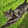 Panther joined the competition — help win amazing prizes! black_cat, cat, grass, outdoor, sunlight, animal, pet, feline, nature, relaxing, stretching, greenery, mammal, whiskers, eyes, fur, daylight, resting, closeup, wildlife