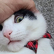 Loki joined the competition — help win amazing prizes! animal_portrait, black_and_white, bow_tie, carpet, cat, close_up, cute, domestic_animal, expression, eye, face, fur, hand, indoor, nose, pet, plaid, playful, whiskers, white_cat