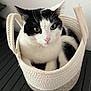 Loki is registered to the contest to win money with this photo: animal, basket, black_and_white, cat, cozy, curious, cute, domestic, ears, feline, fur, home, indoor, looking_up, nose, pet, resting, sitting, whiskers, wooden_surface