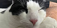 Loki joined the competition — help win amazing prizes! animal, black_and_white, calm, cat, close_up, closeup, cute, domestic_animal, face, feline, fur, indoor, nose, paw, pet, relaxed, resting, sleeping, soft, whiskers