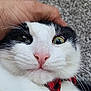Loki is registered to the contest to win money with this photo: animal, black_and_white, bow_tie, carpet, cat, close_up, cute, domestic_cat, expression, face, fur, green_eyes, hand, indoor, pet, pink_nose, playful, portrait, texture, whiskers
