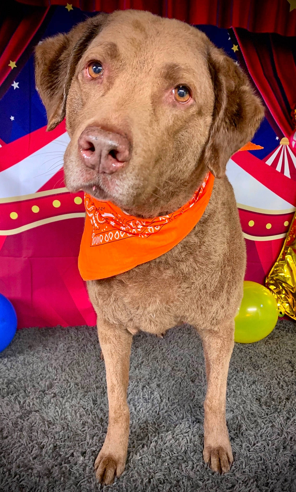 Lady joined the competition — help win amazing prizes! balloon, canidae, carnivore, collar, companion_dog, dog, dog_breed, dog_collar, dog_supply, fashion_accessory, fawn, fur, hat, leash, liver, pet_supply, snout, sporting_group, whiskers, working_animal
