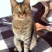 Piper is registered to the contest to win money with this photo: cat, tabby, pet, feline, whiskers, green_eyes, indoor, bed, blanket, plaid, portrait, sitting, paws, ears, fur, domestic_cat, curious, bedroom, close_up, looking_at_camera