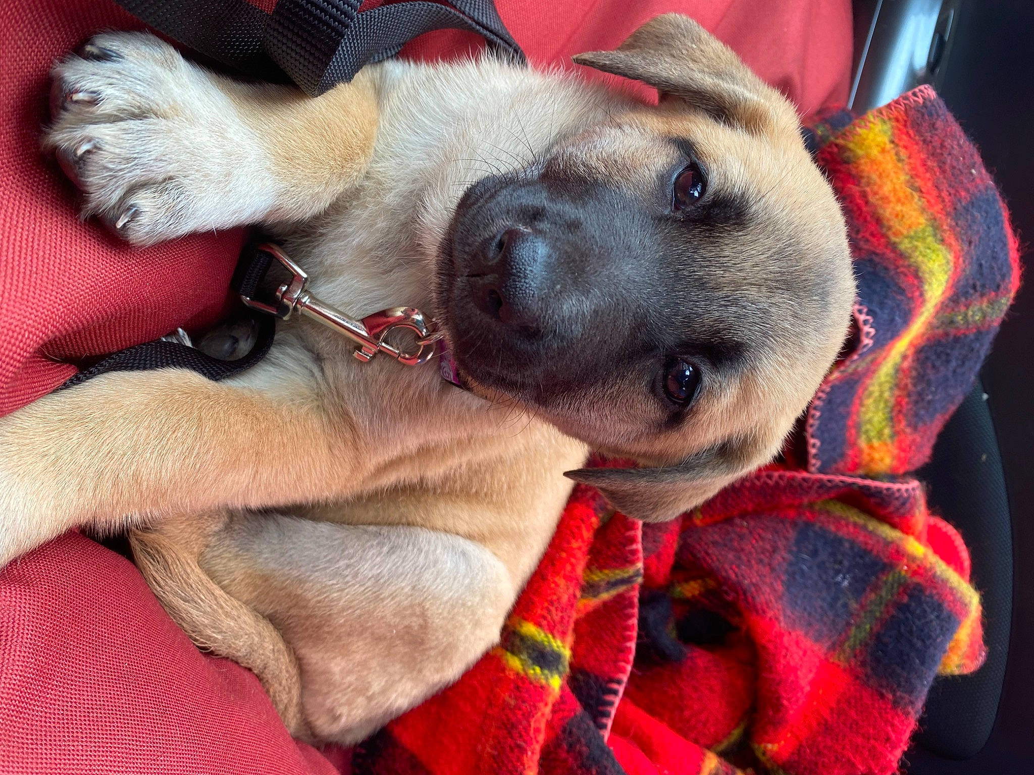 Pearl joined the competition — help win amazing prizes! canidae, carnivore, collar, comfort, companion_dog, dog, dog_bed, dog_breed, dog_collar, dog_supply, ear, fawn, fur, pattern, paw, pet_supply, selfie, sporting_group, whiskers, working_animal